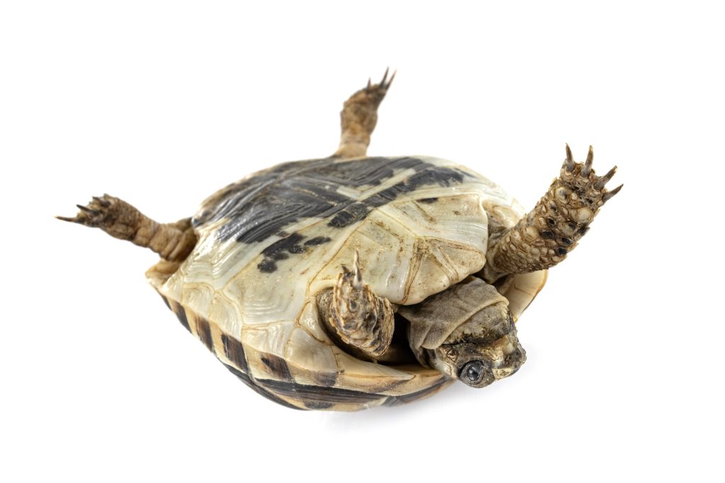 A turtle flipped onto its back, struggling to regain its footing—symbolizing feeling stuck, overwhelmed, and unsure how to move forward.