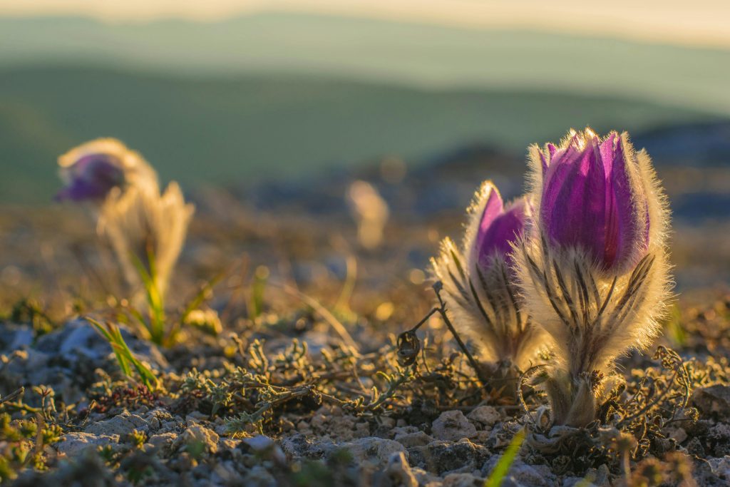 A vibrant spring flower blooming at sunrise, symbolizing renewal and personal growth—reflecting the journey of healing and transformation at Connect Heal Grow.