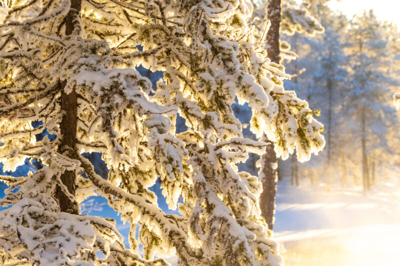 Snow-covered pine branches in soft winter light, symbolizing calm and grounding during holiday overwhelm.