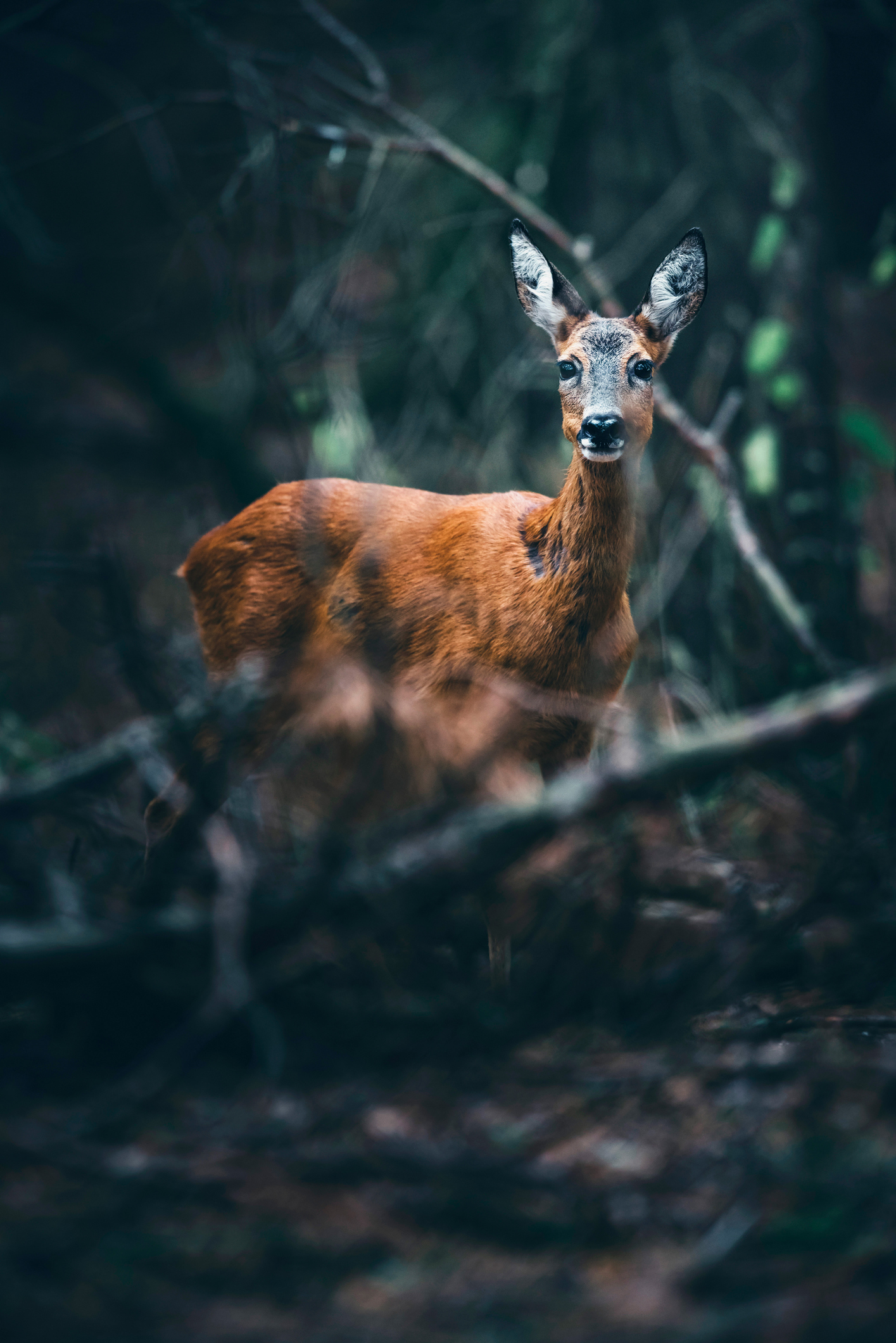 A deer standing still in a forest, ears alert and body poised, reflecting what it feels like when your nervous system is always on guard.