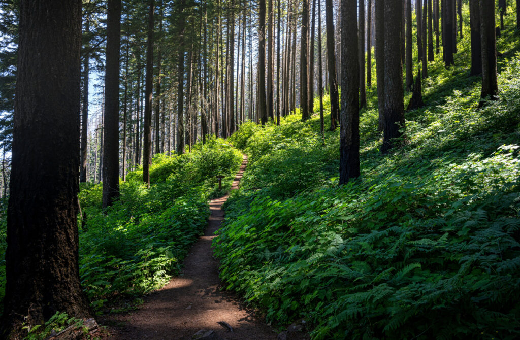 Sunlit forest path winding through tall trees and green ferns, symbolizing a nervous system learning to slow down and find steadiness.