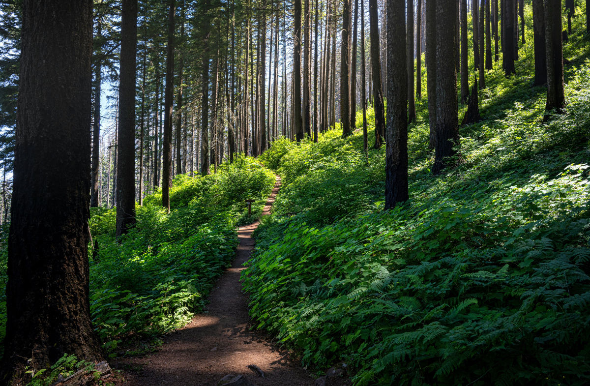 Sunlit forest path winding through tall trees and green ferns, symbolizing a nervous system learning to slow down and find steadiness.