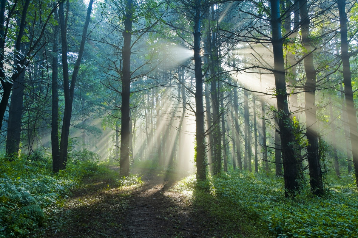 Sunlight streaming through tall forest trees onto a quiet path, symbolizing a nervous system finding safety, clarity, and space to slow down.