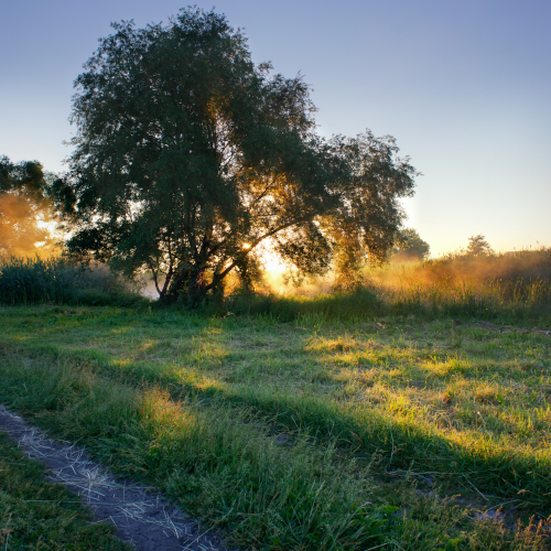 Sunlit clearing with a path through tall grass symbolizing healing and safety in trauma therapy in Calgary